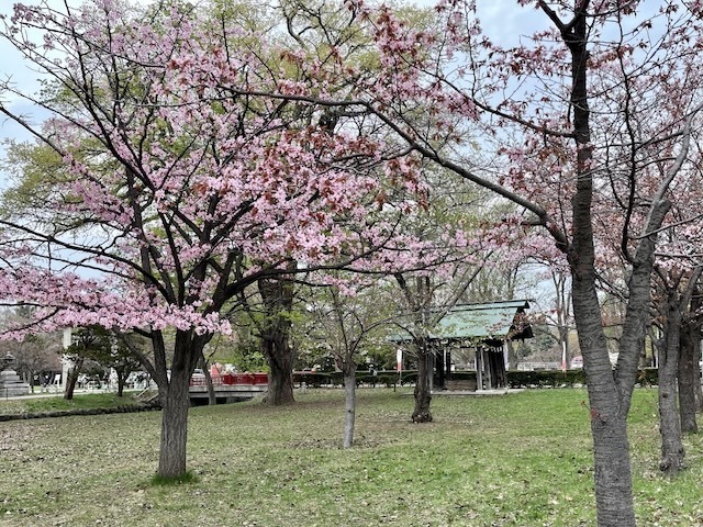 240428sakura6.jpeg