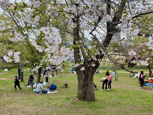 240428sakura8.jpeg
