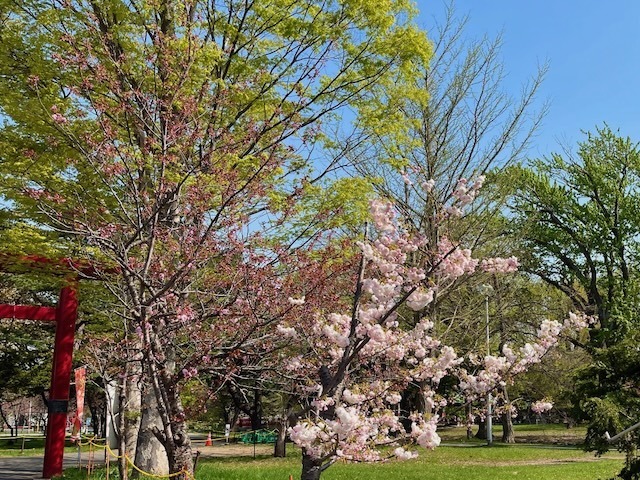 240503yaezakura1.jpeg