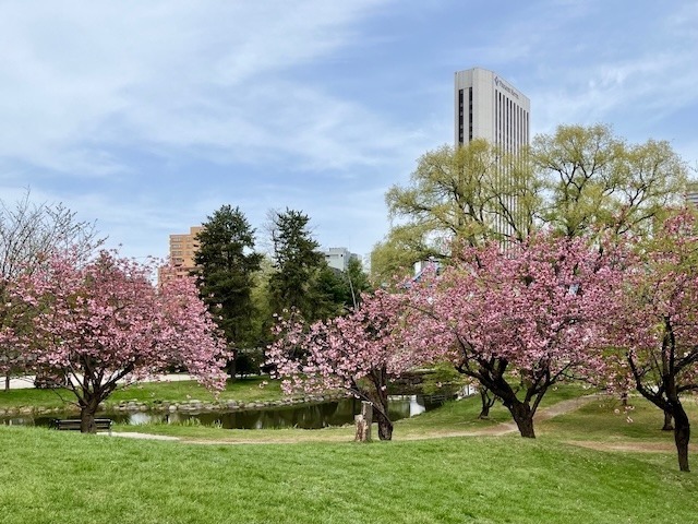 240505yaezakura10.jpeg