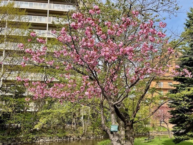 240505yaezakura2.jpeg