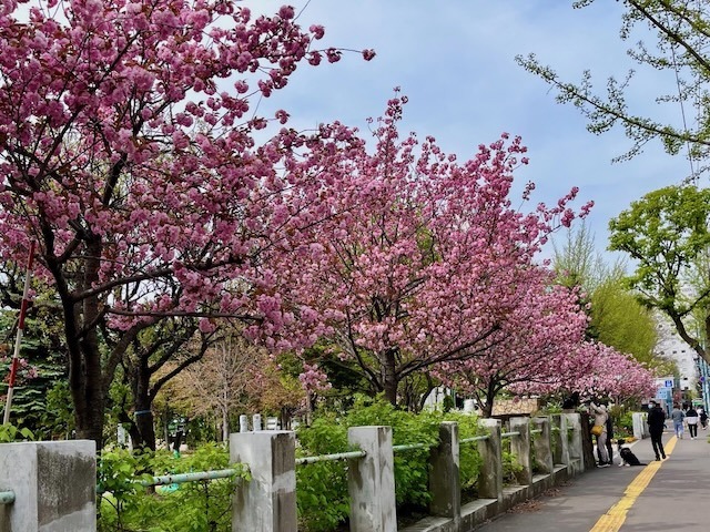 240505yaezakura5.jpeg