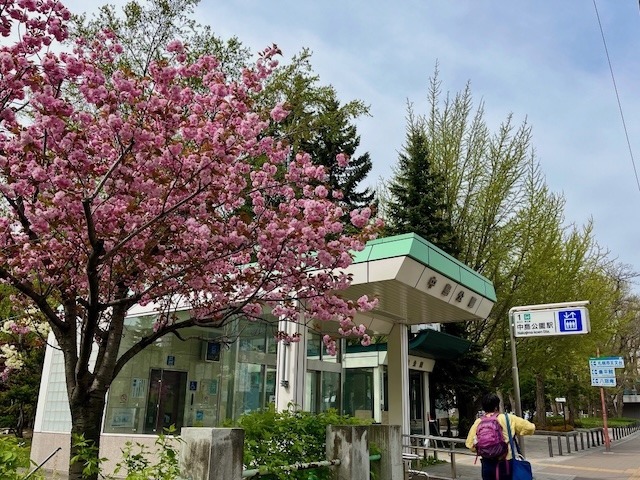 240505yaezakura6.jpeg