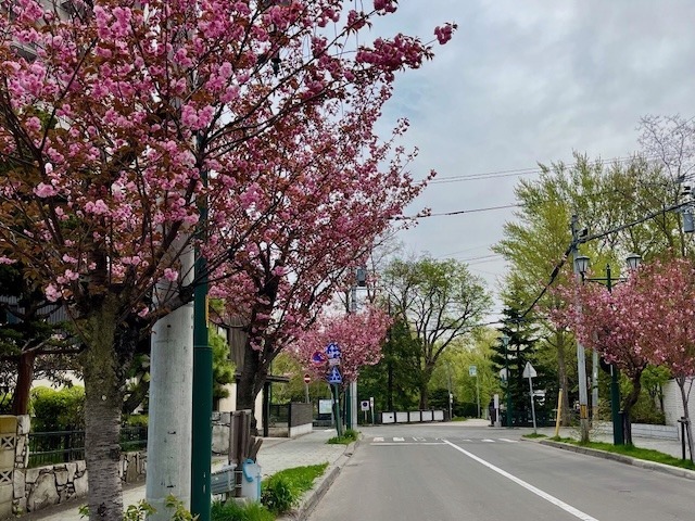 240505yaezakura7.jpeg