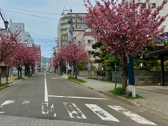 240505yaezakura8.jpeg