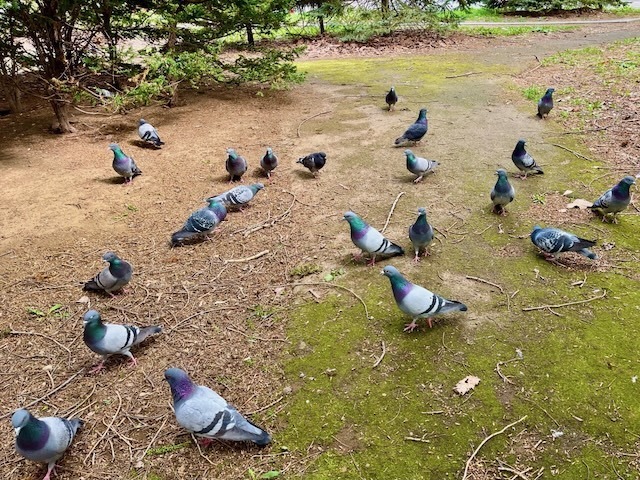 240511doubutu1.jpeg