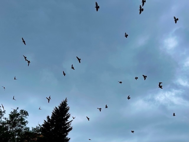 240826aug31.jpeg