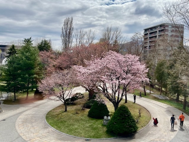 250424sakura10.jpeg