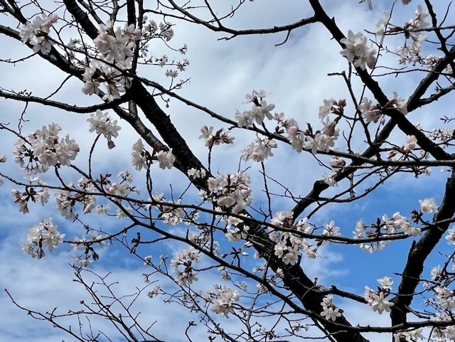 250424sakura3.jpeg