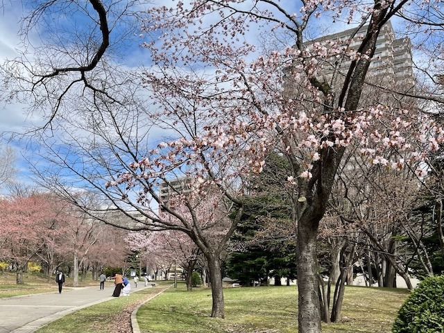 250424sakura4.jpeg
