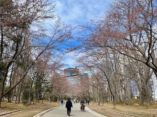 250424sakura5.jpeg