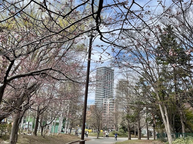 250424sakura6.jpeg