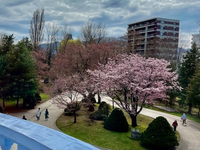 250424sakura9.jpeg