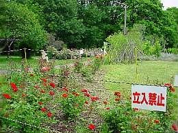 a030704bara.jpg