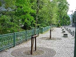 a030711yanagi.jpg
