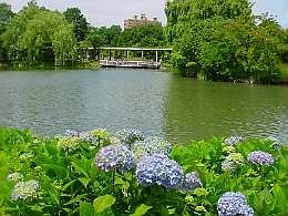 a030718ajisai.jpg