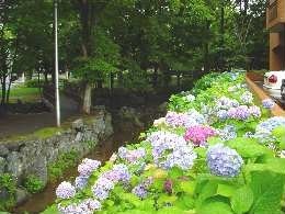 a030815nakasu.jpg