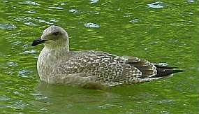 a030919bird1.jpg