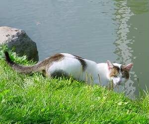 a031003cat.jpg