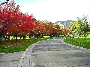 a031017kouyoumiti.jpg