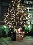 a031115tree.jpg