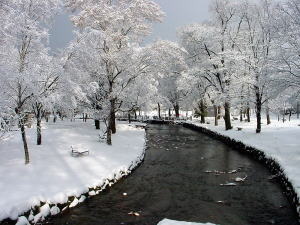 a031207kamokamo.jpg