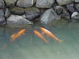 a0411koi.jpg