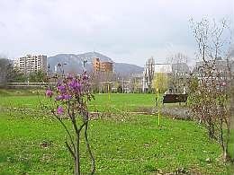 a0425tutuji.jpg