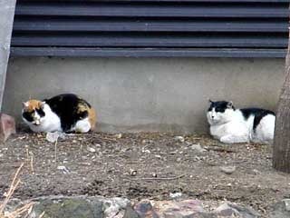 cats.jpg