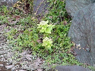 fukinoto040414p.jpg