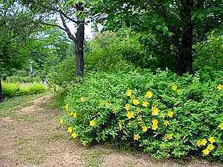 hanaC040705.jpg