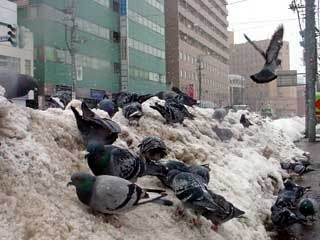 hato.jpg