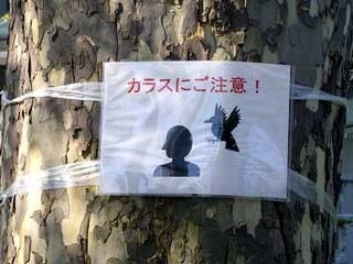 karasu.jpg