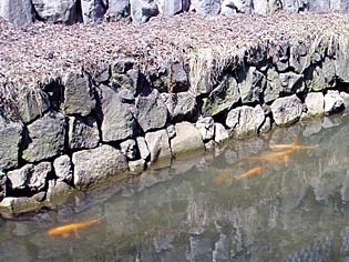 koi040414.jpg