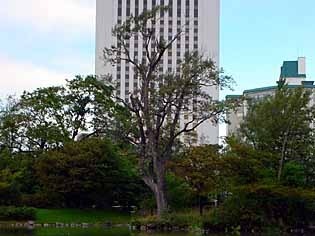 taiboku0911.jpg