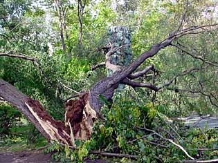 woodSng0908.jpg